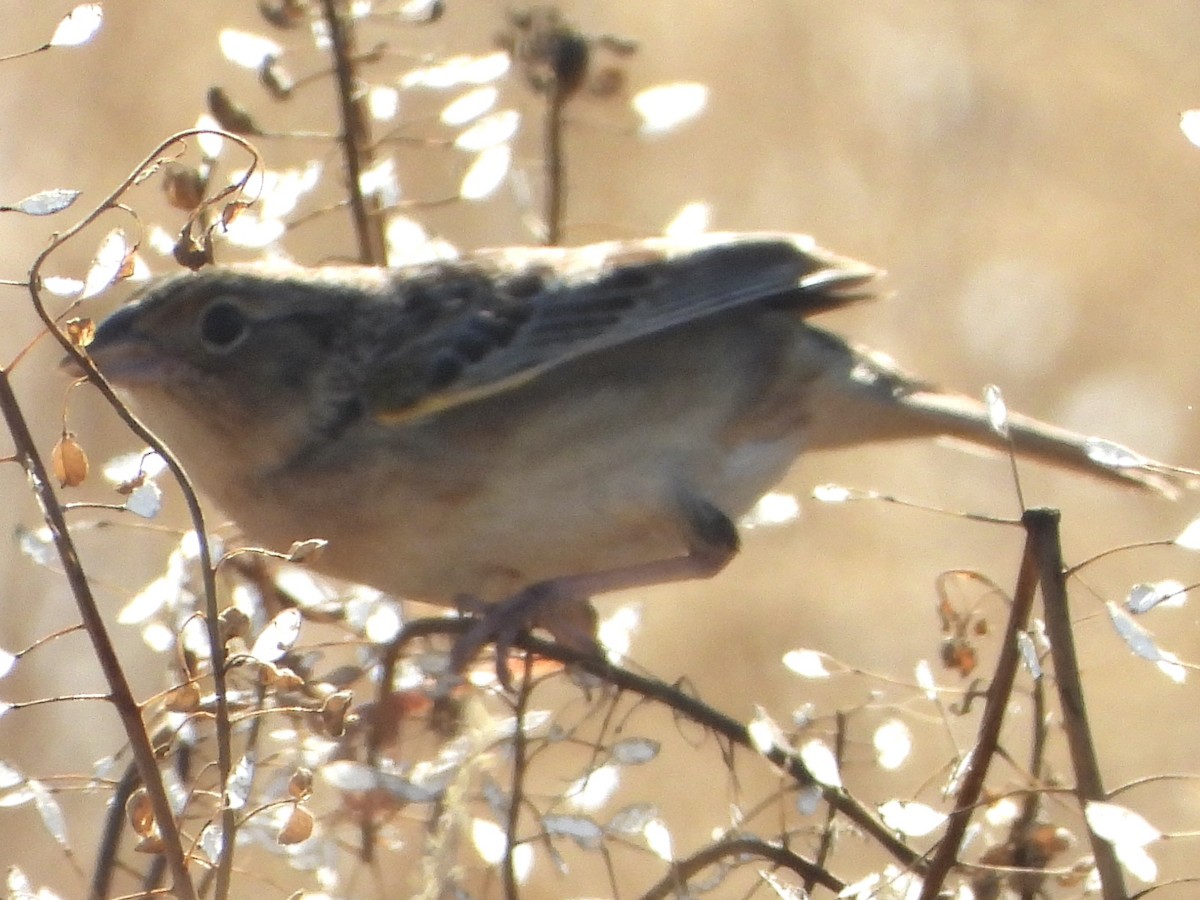 Grasshopper Sparrow - ML619392284