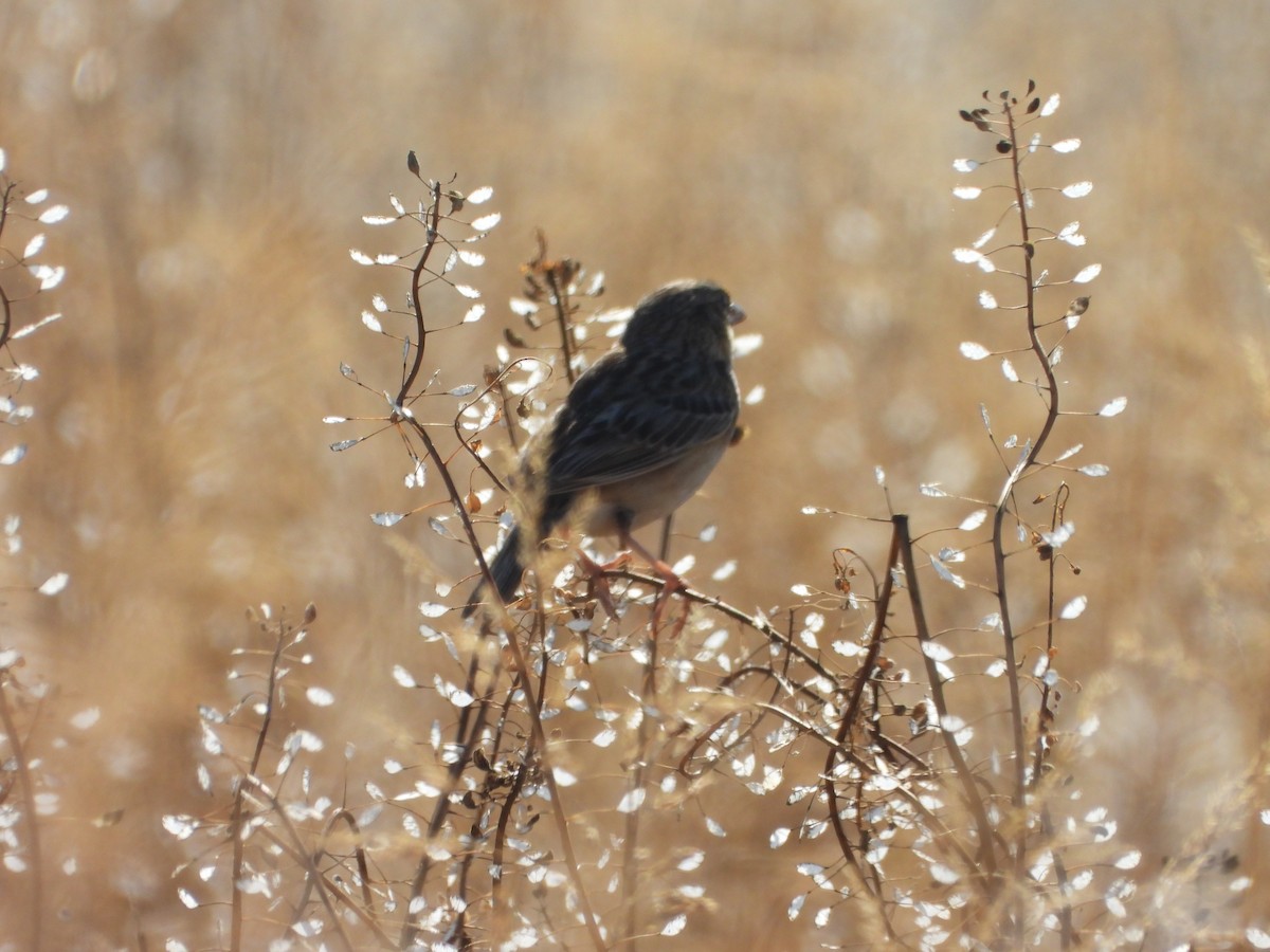 Grasshopper Sparrow - ML619392287