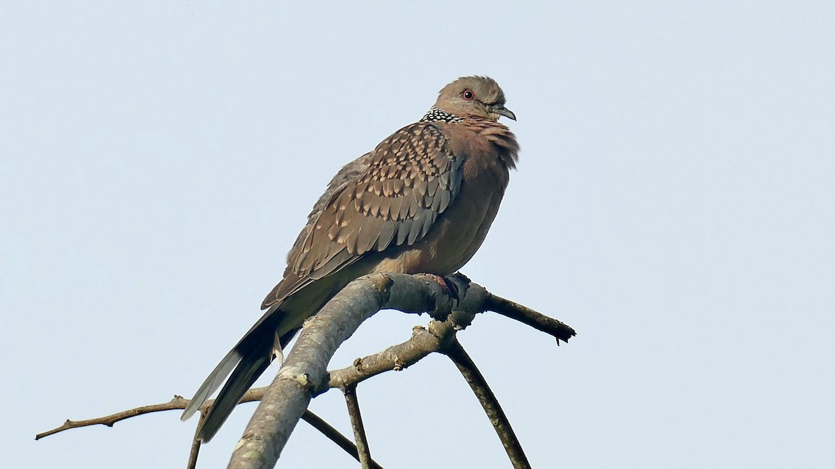 Spotted Dove - Mark Hancock