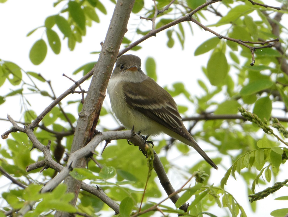 Least Flycatcher - Steph Foraker