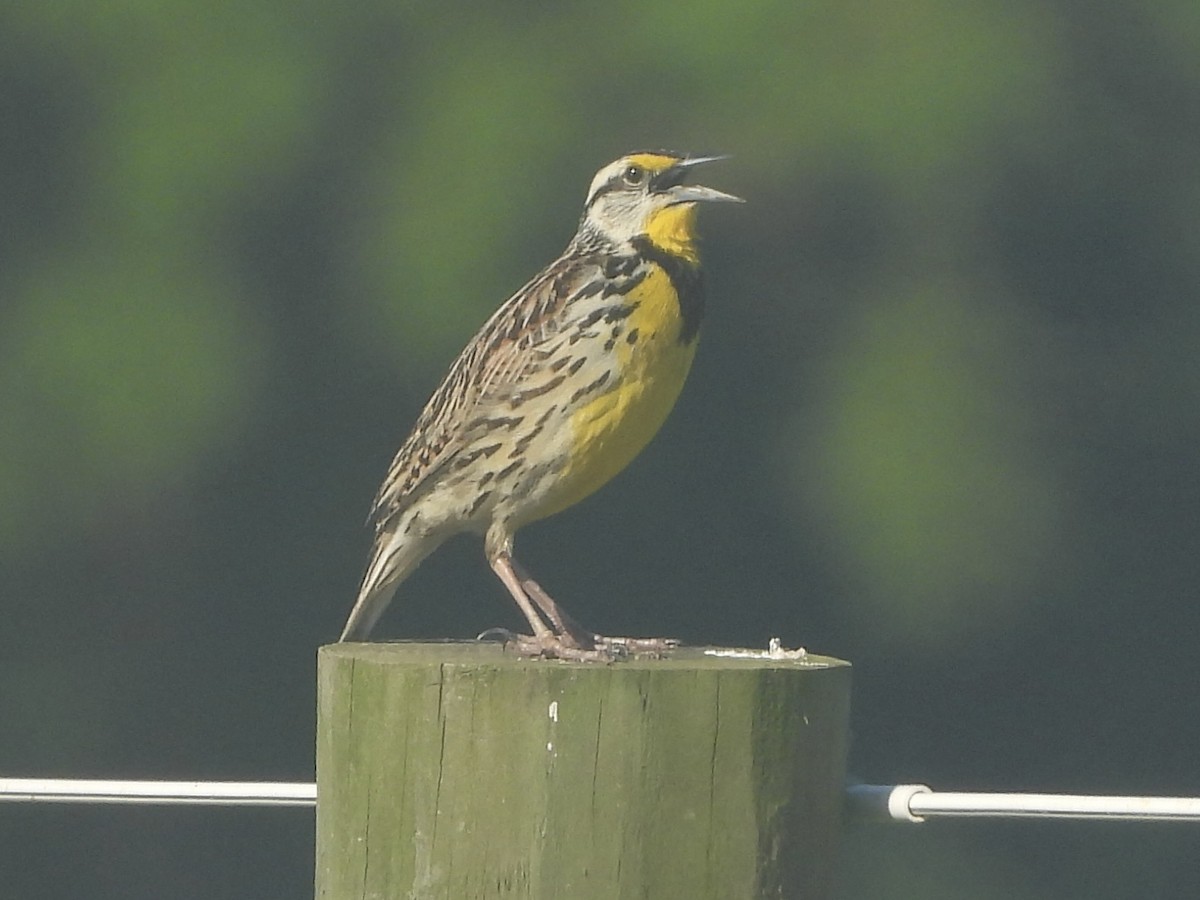 Eastern Meadowlark - Michael Kerwin