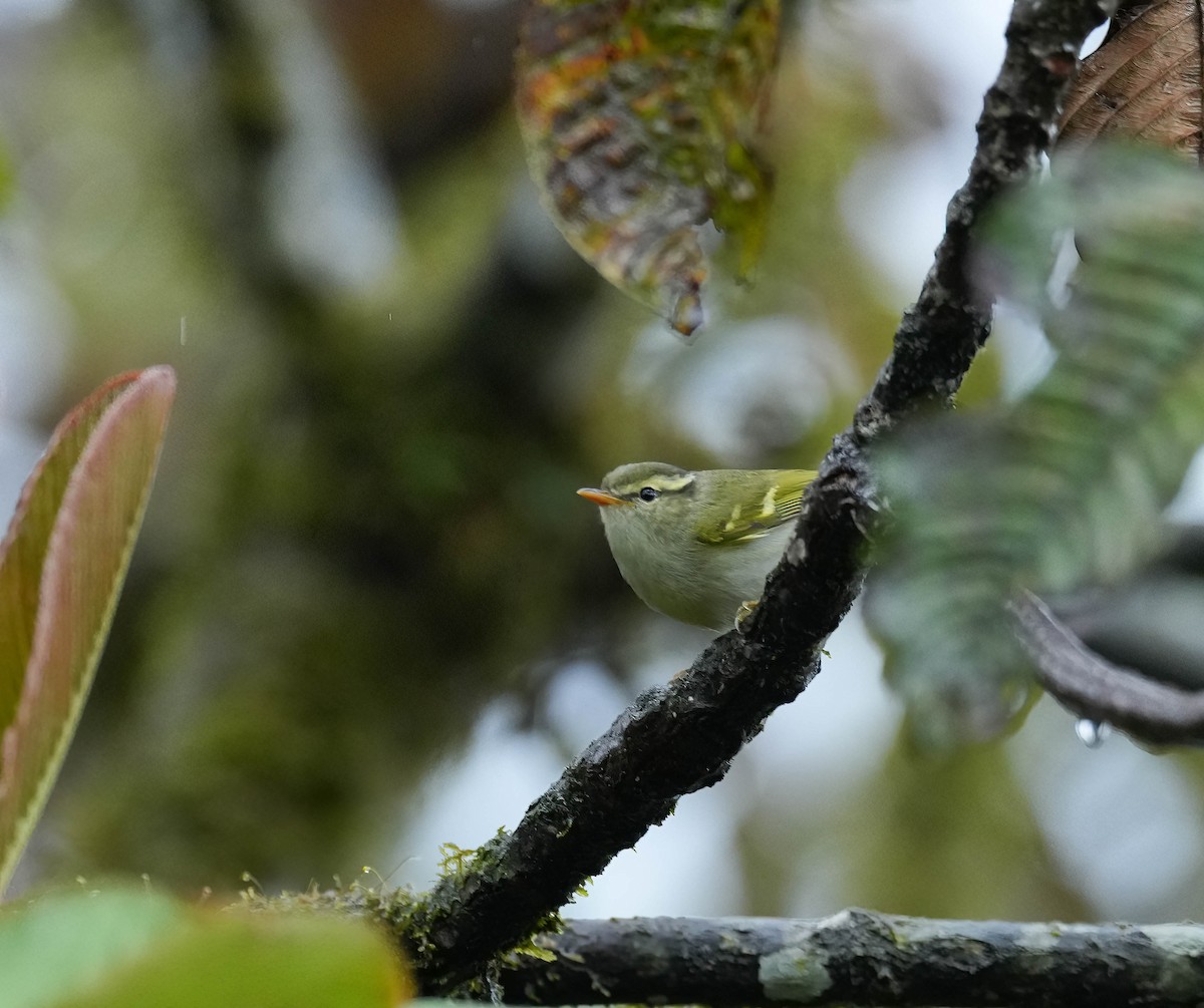 Blyth's Leaf Warbler - VIJAY S