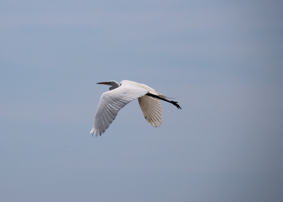 Great Egret - Sharon Hirsch