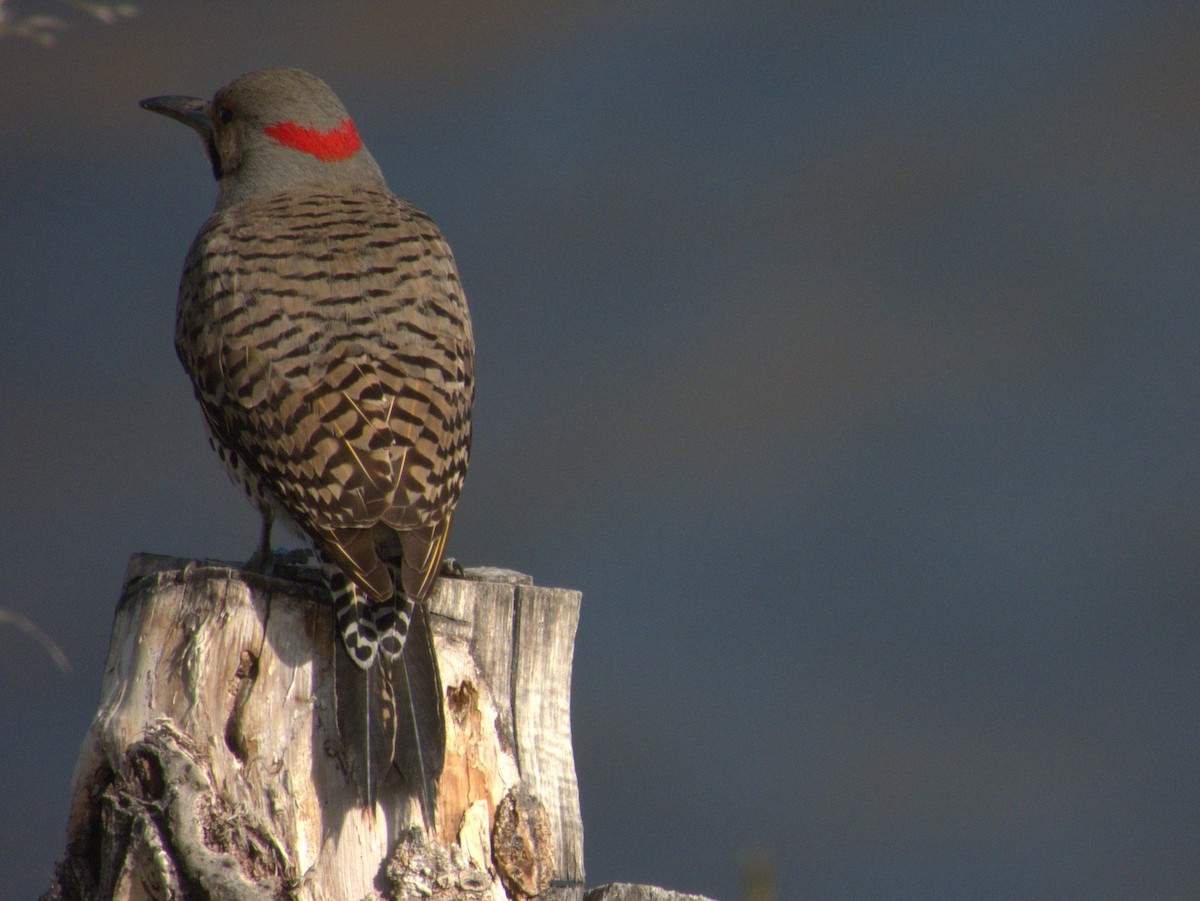 Northern Flicker (Yellow-shafted) - Vince Hiebert