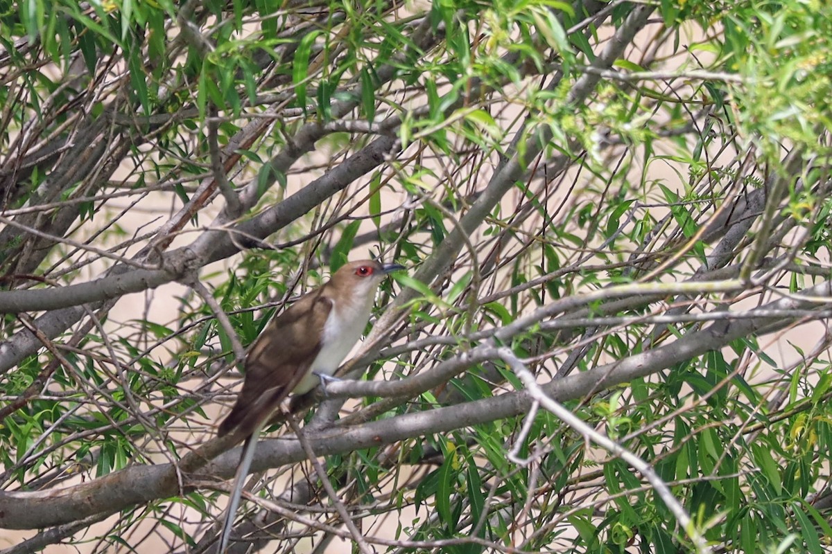 Black-billed Cuckoo - Nolan Kerr