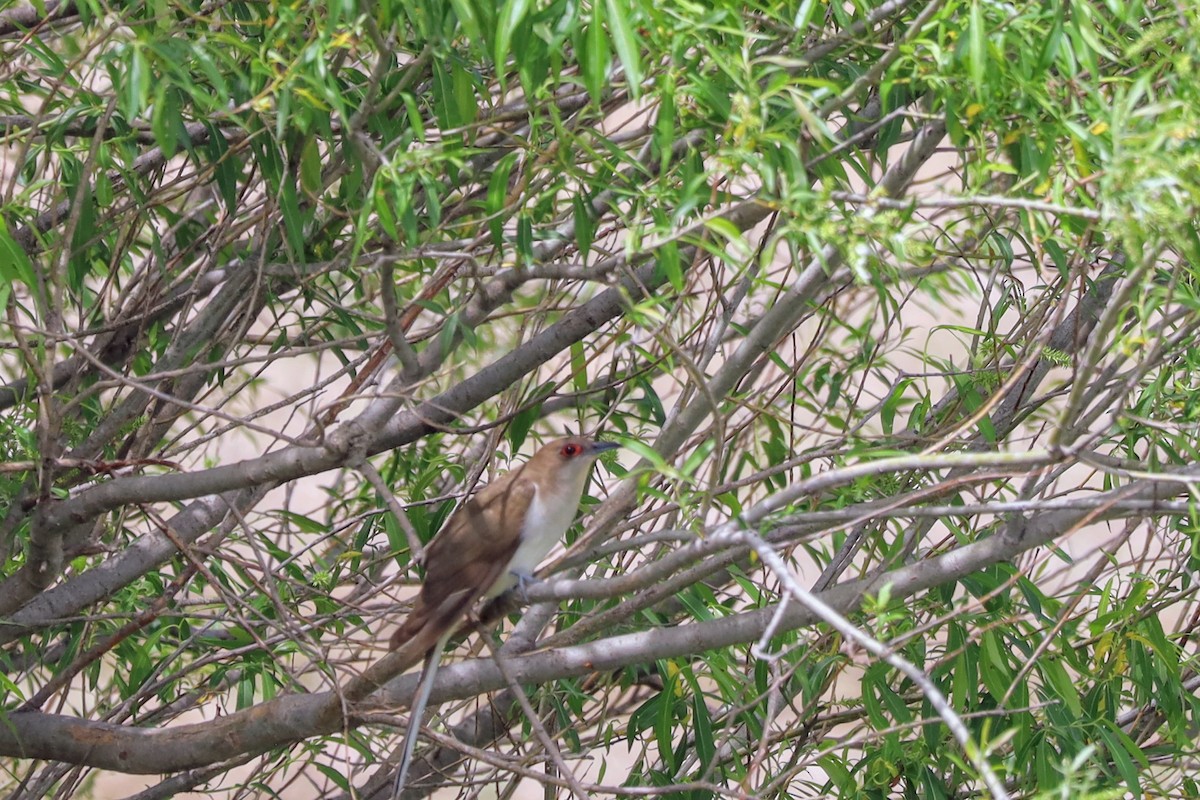 Black-billed Cuckoo - Nolan Kerr