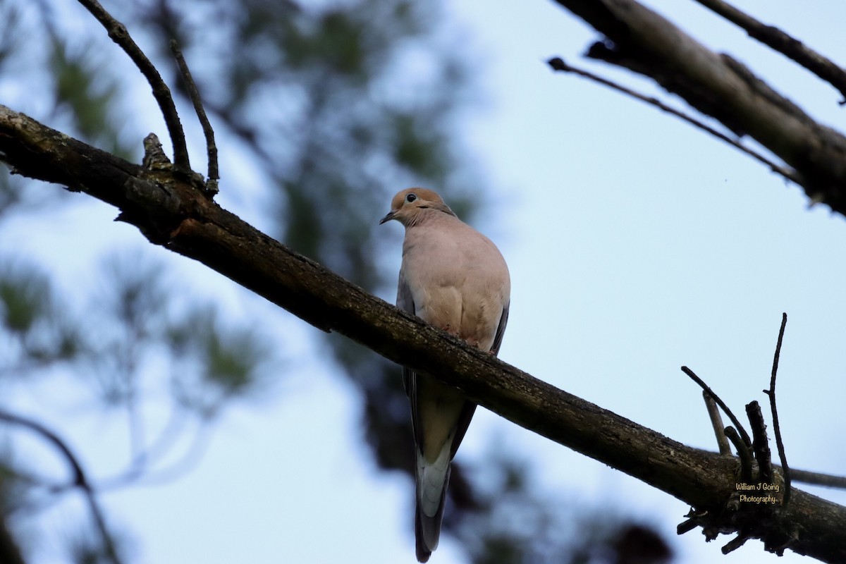 Mourning Dove - William Going