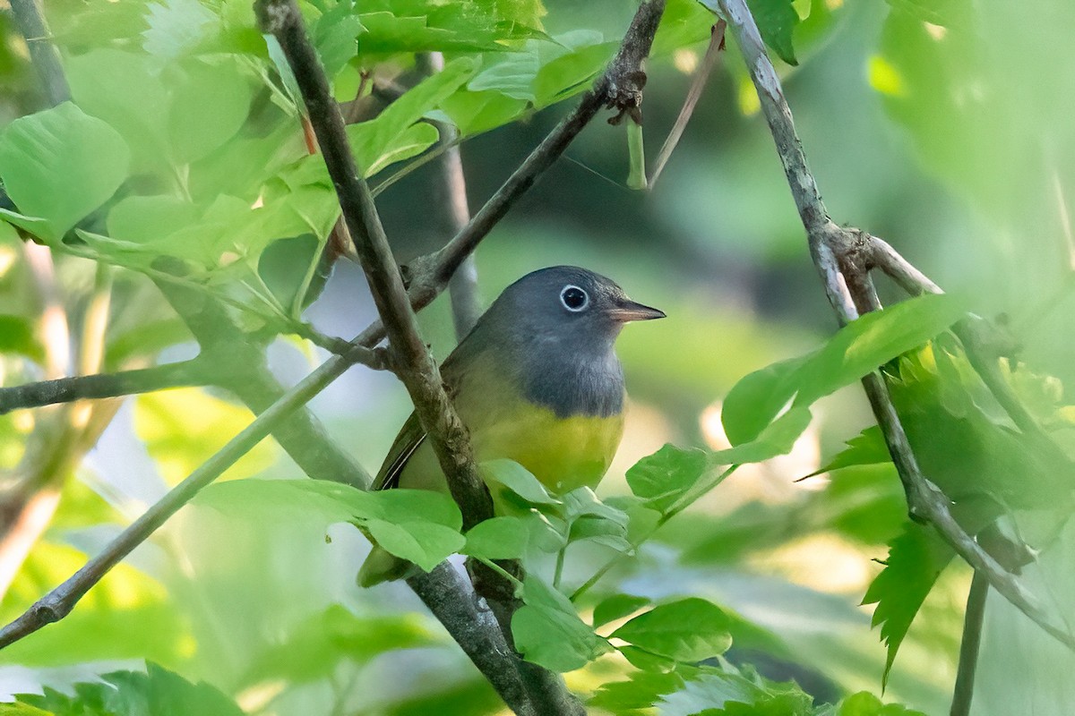 Connecticut Warbler - Traci Gentry