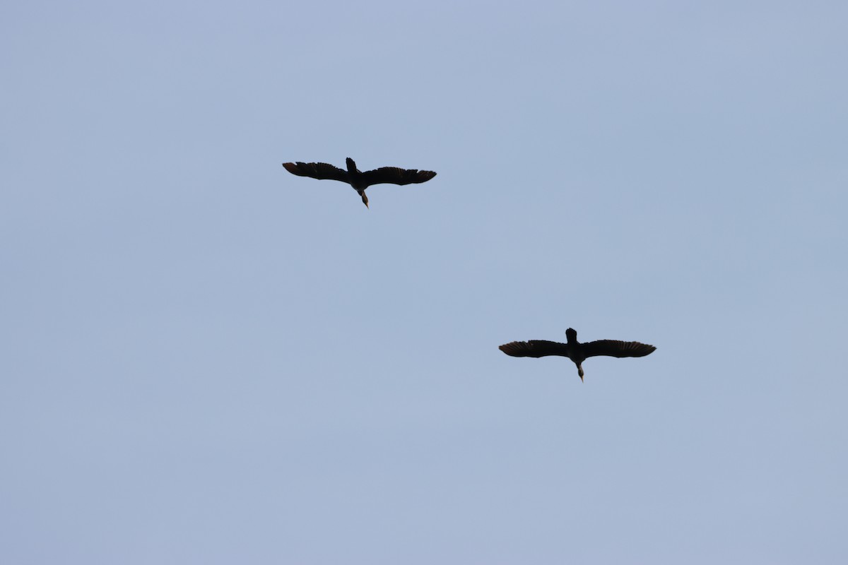 Double-crested Cormorant - ML619392345