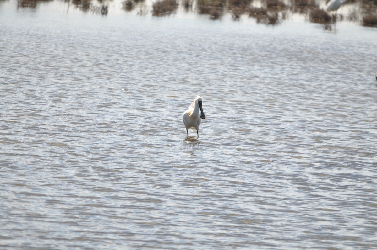 Eurasian Spoonbill - Samuel Hilaire