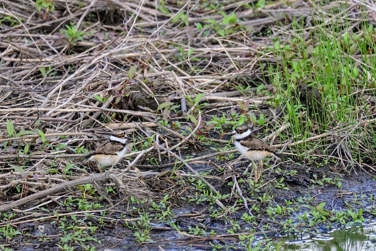 Killdeer - Nolan Kerr