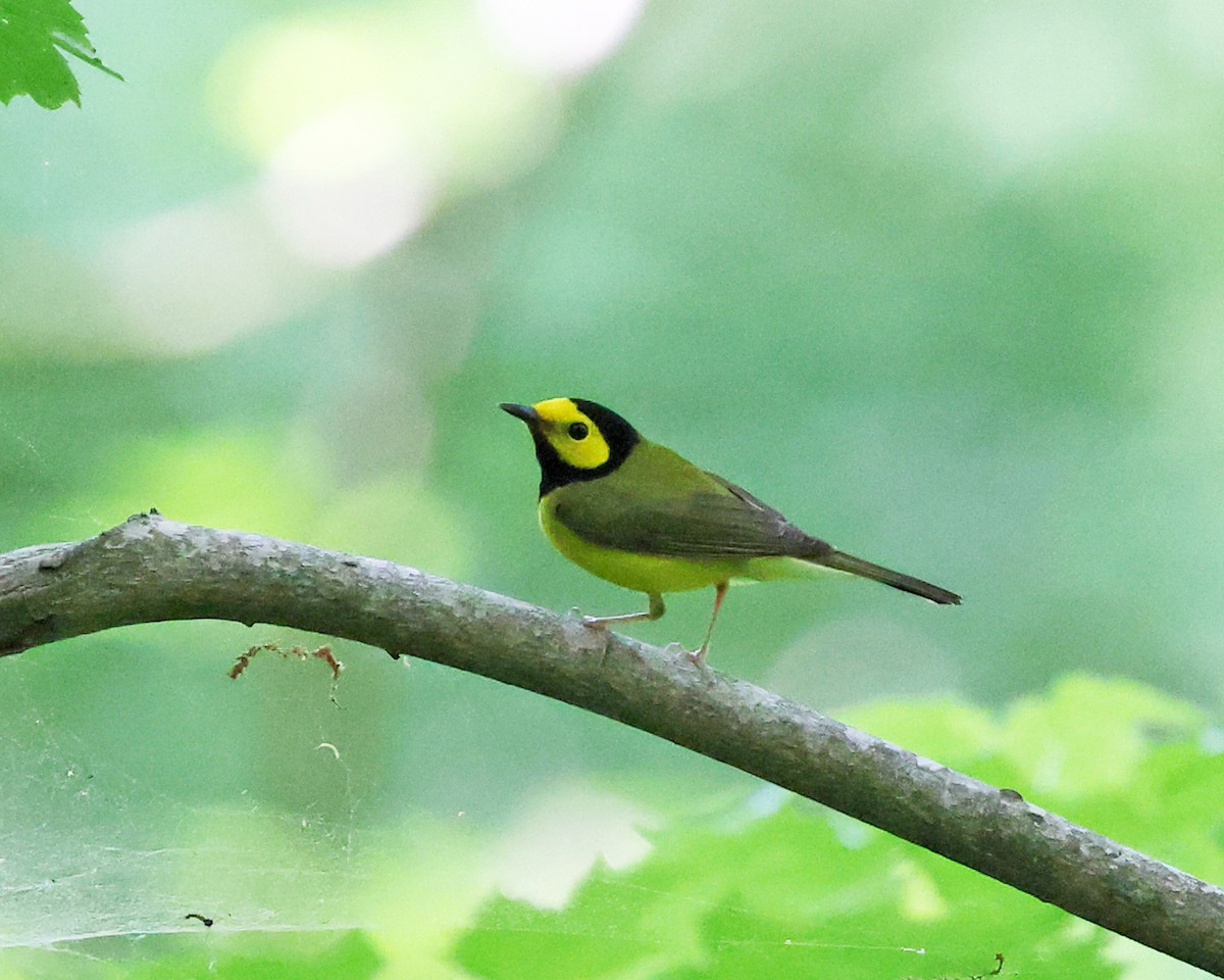 Hooded Warbler - Tom Murray