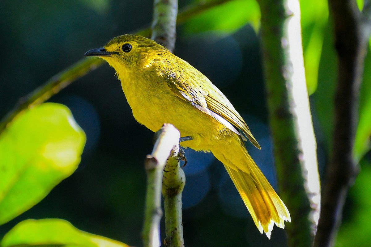 Yellow-browed Bulbul - Vikasitha Dewasurendra