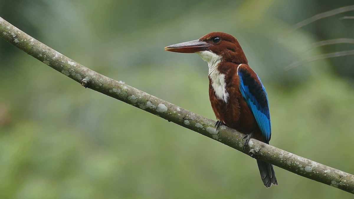 White-throated Kingfisher - Mark Hancock