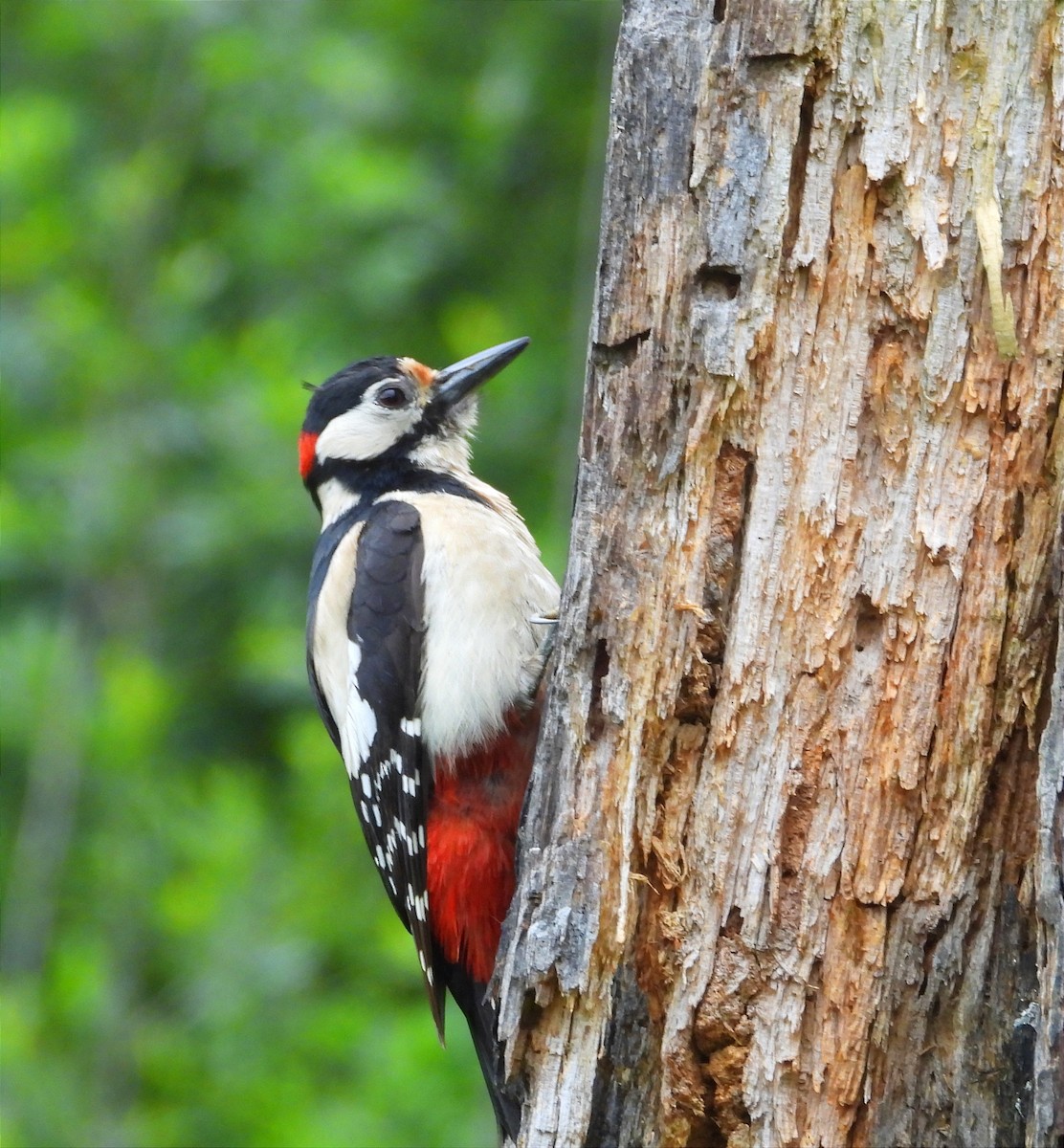Great Spotted Woodpecker - Jose Manuel Mouriño