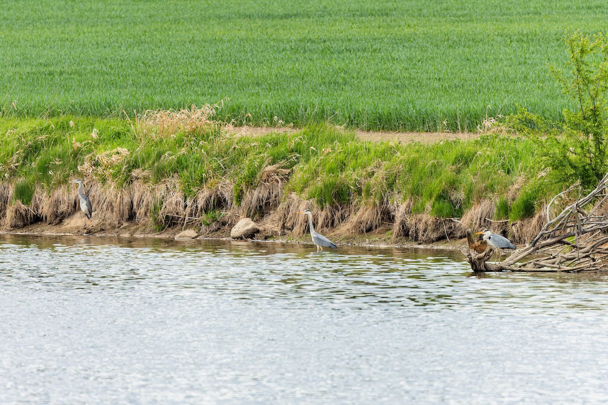 Gray Heron - ML619392373