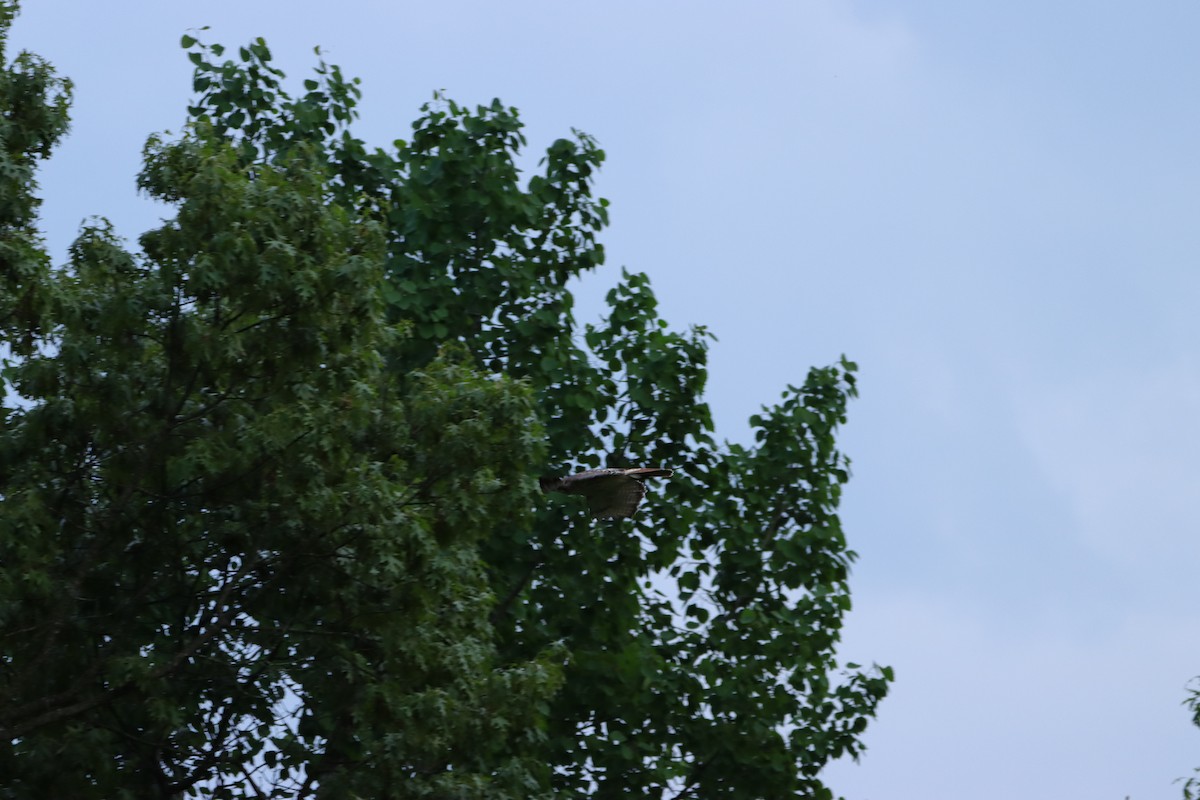 Red-tailed Hawk - William Going