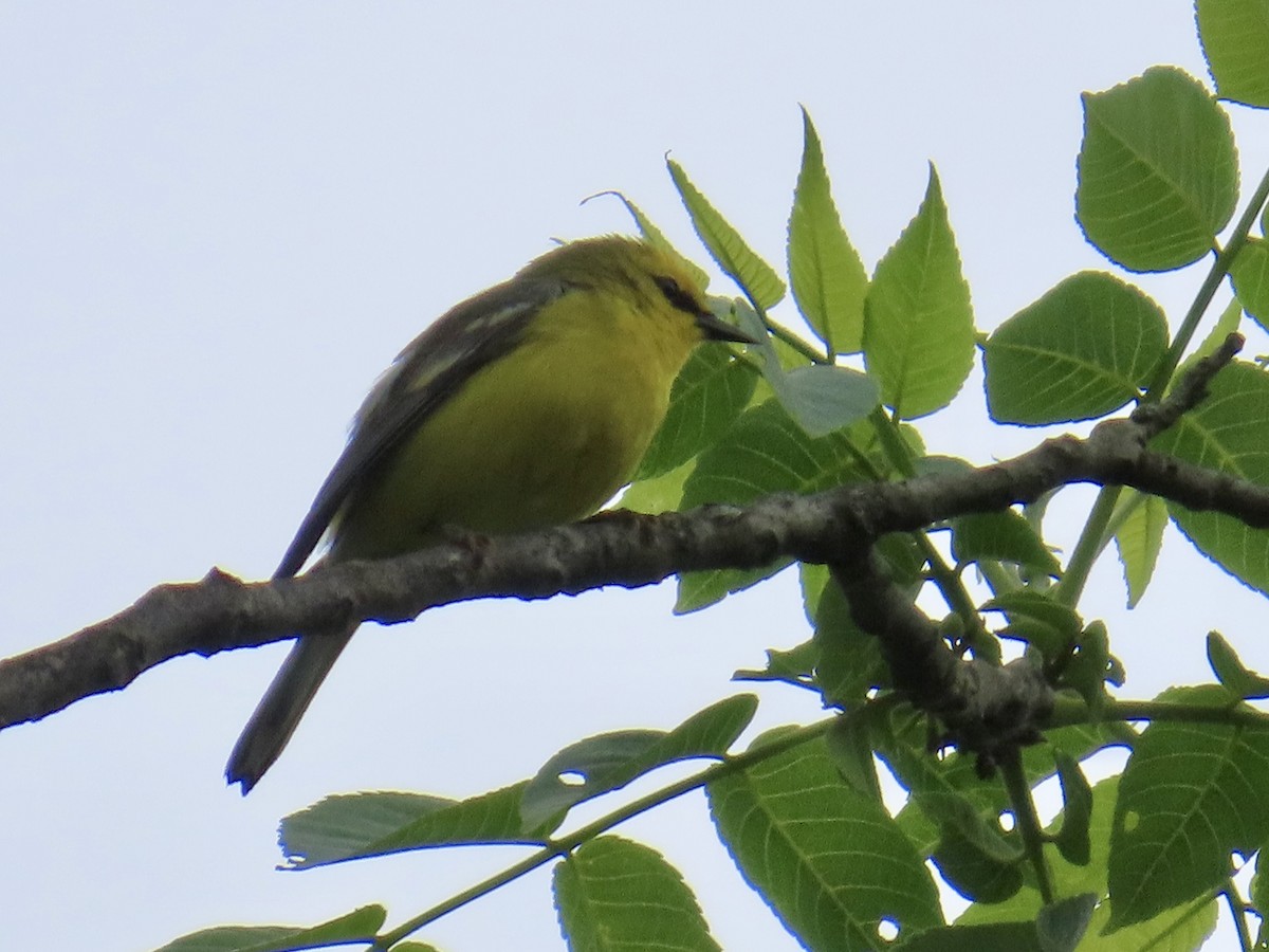 Blue-winged Warbler - Angela Romanczuk