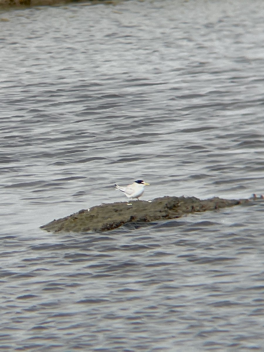 Least Tern - Haroon Qureshi