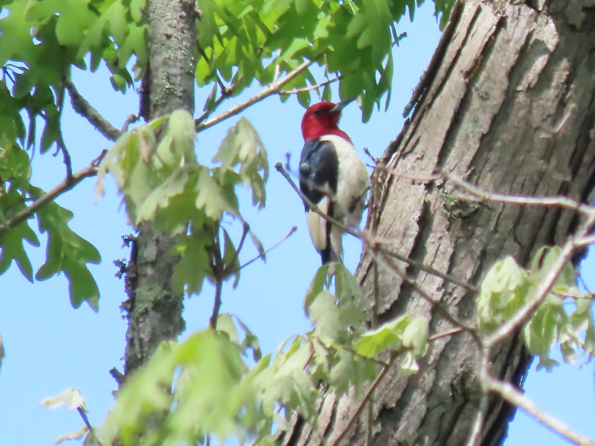 Red-headed Woodpecker - Terryl  Tindall