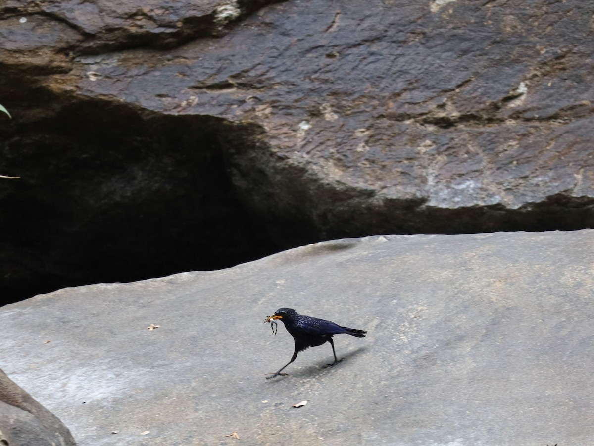 Blue Whistling-Thrush (Yellow-billed) - ML619392395