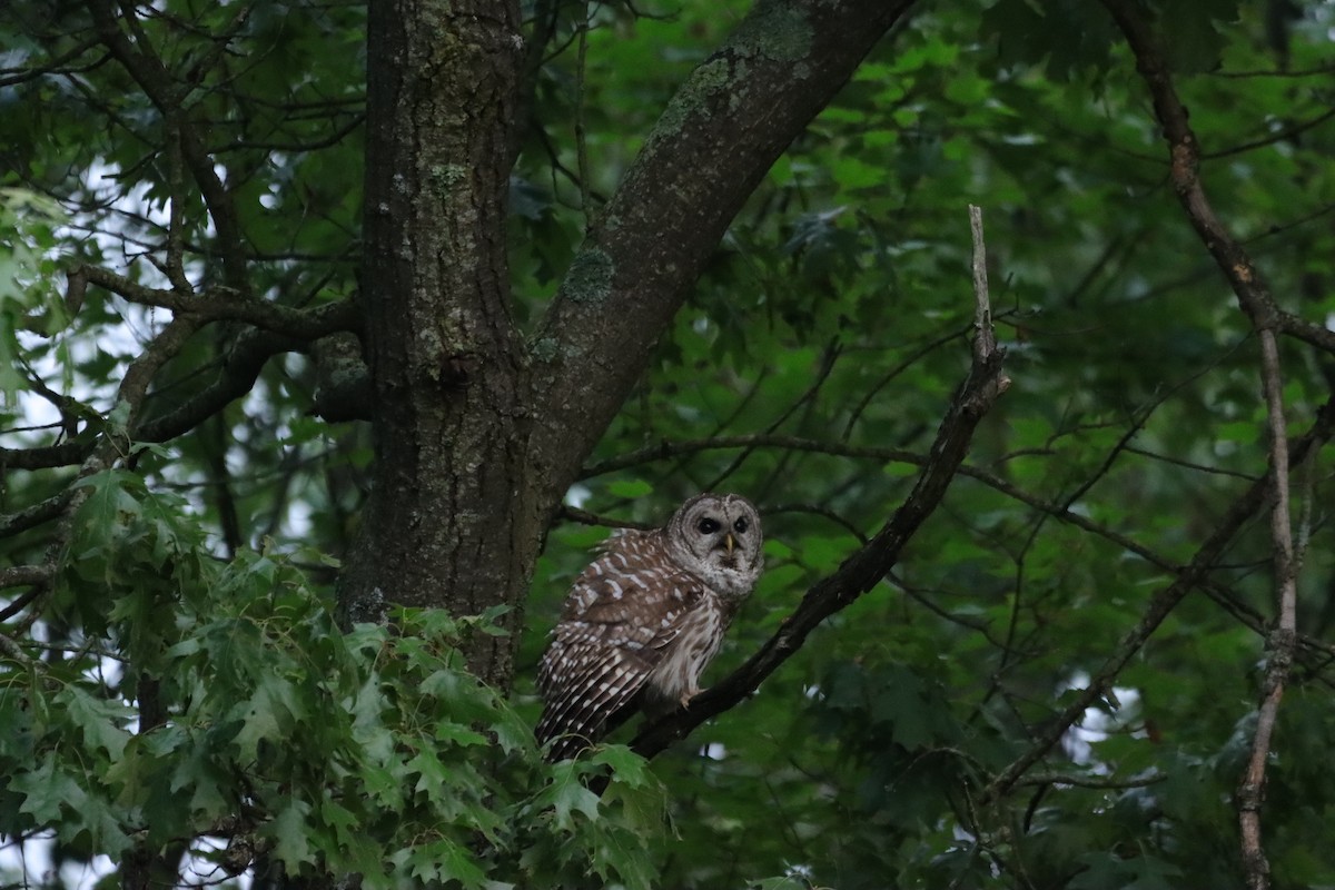 Barred Owl - ML619392399