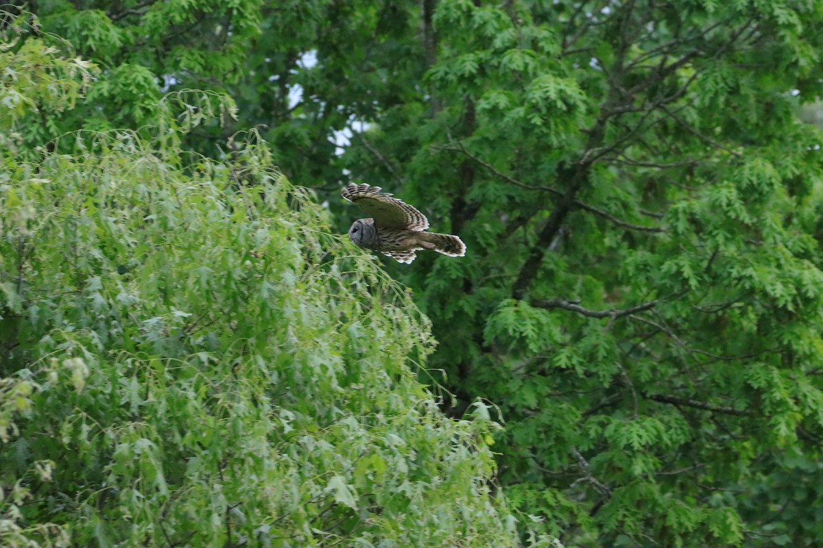 Barred Owl - ML619392400