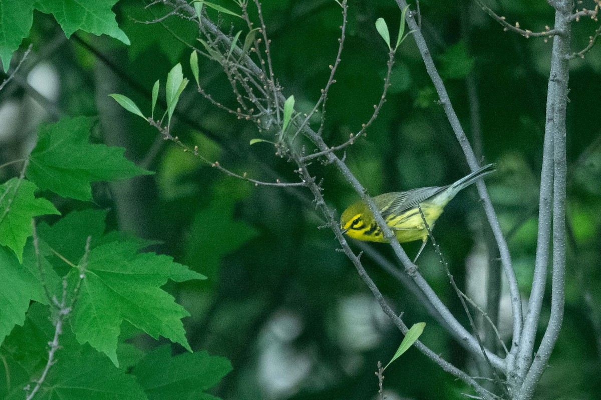 Prairie Warbler - ML619392408