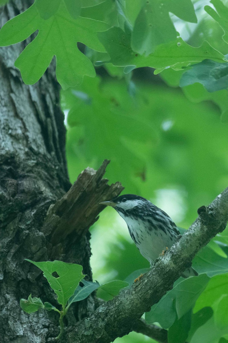 Blackpoll Warbler - ML619392409
