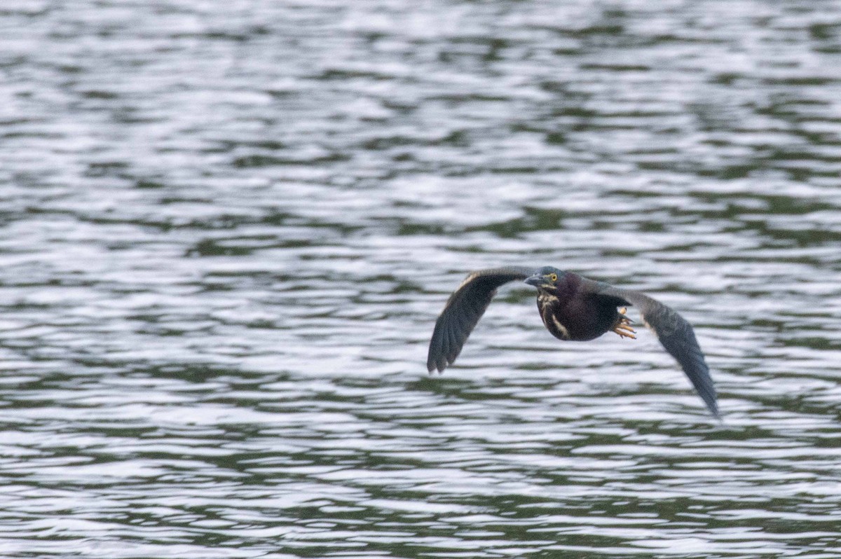 Green Heron - ML619392411