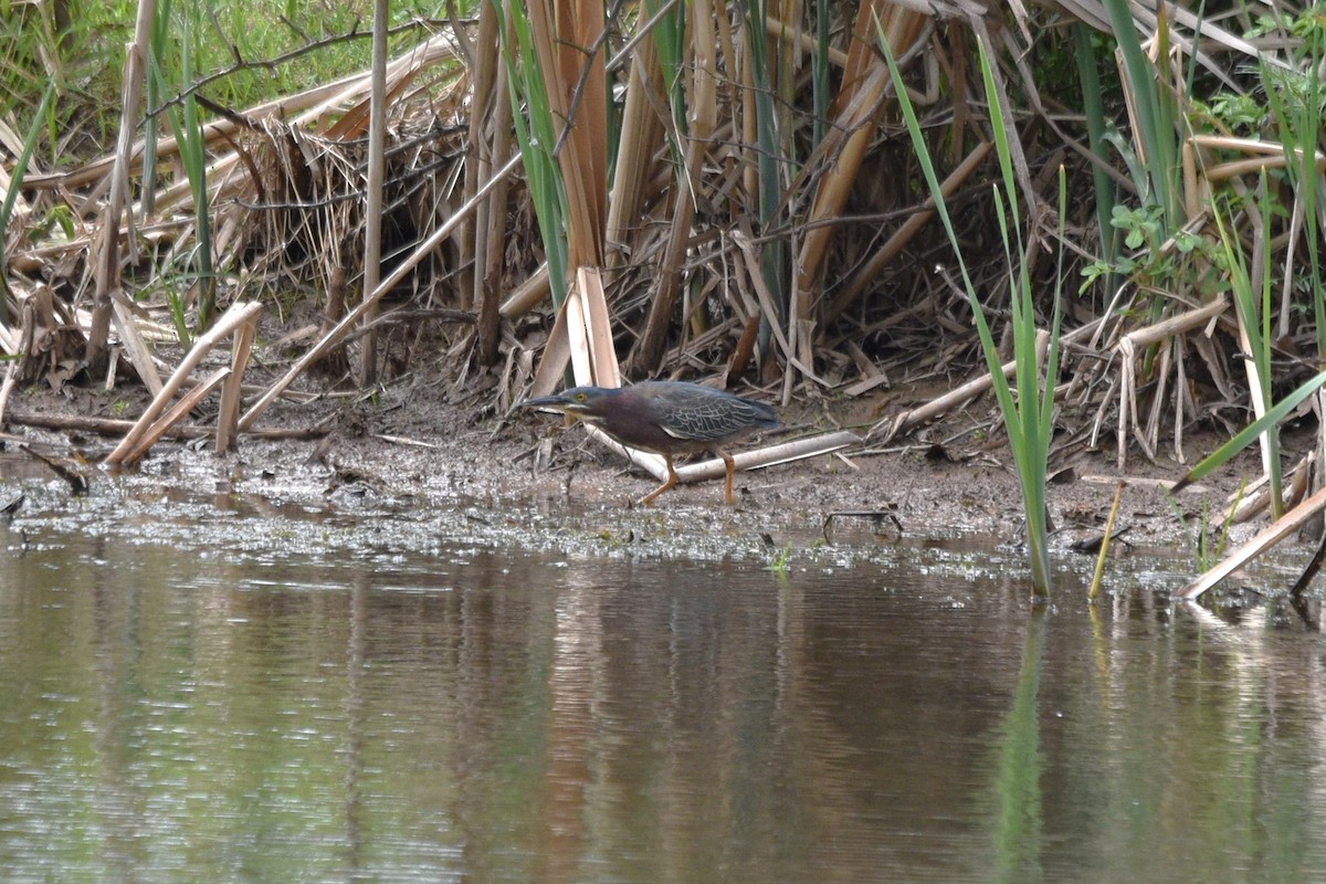 Green Heron - Devin Johnstone