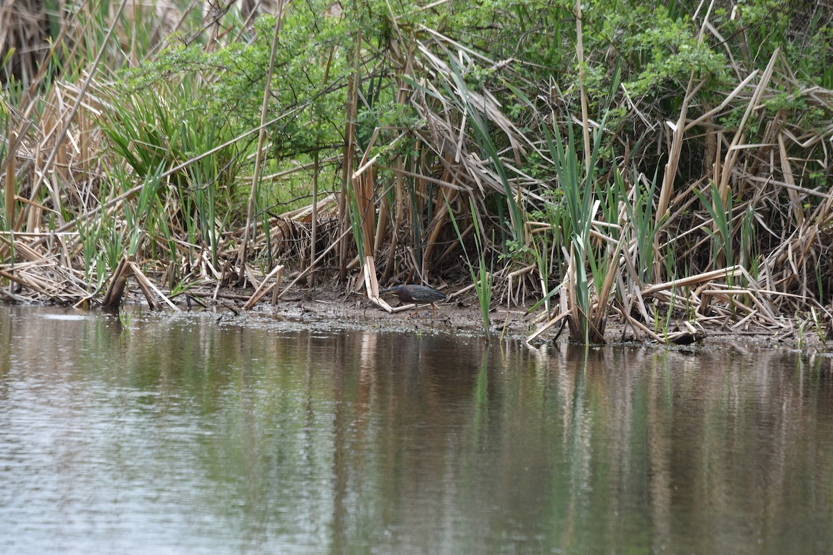 Green Heron - Devin Johnstone