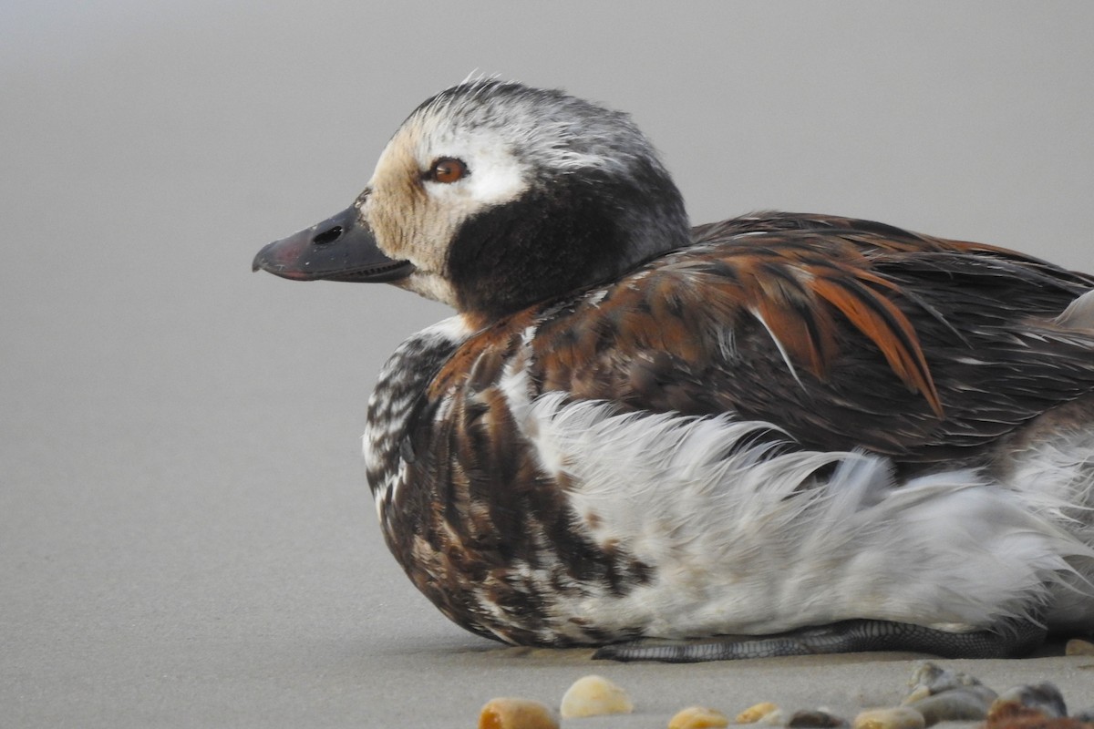 Long-tailed Duck - David  Clark
