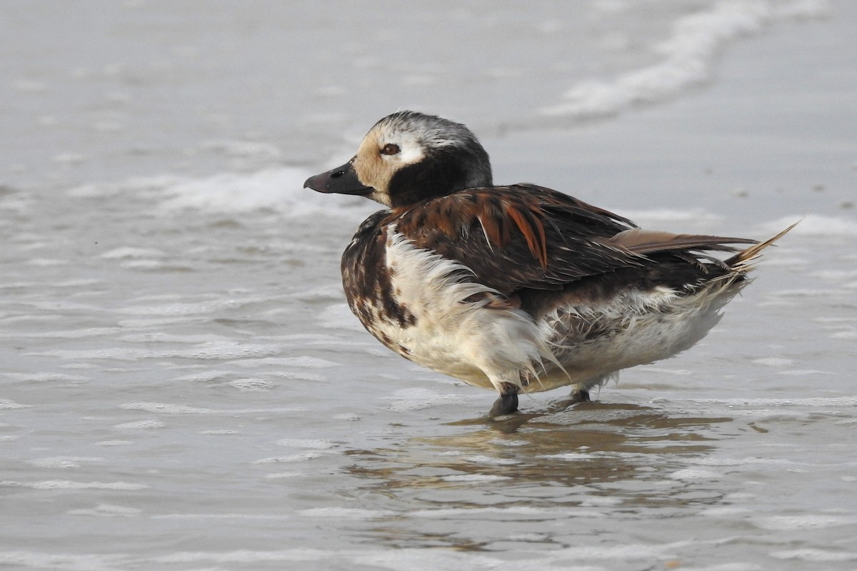 Long-tailed Duck - ML619392422
