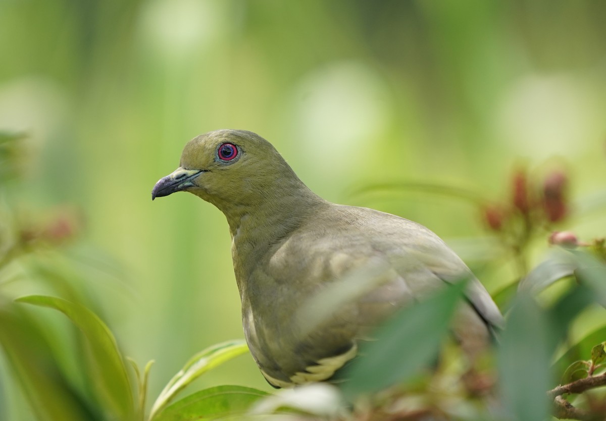 Pink-necked Green-Pigeon - Keng Keok Neo