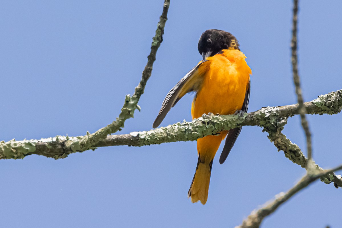 Baltimore Oriole - Michael Newlon