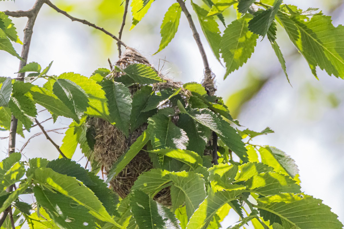 Baltimore Oriole - Michael Newlon