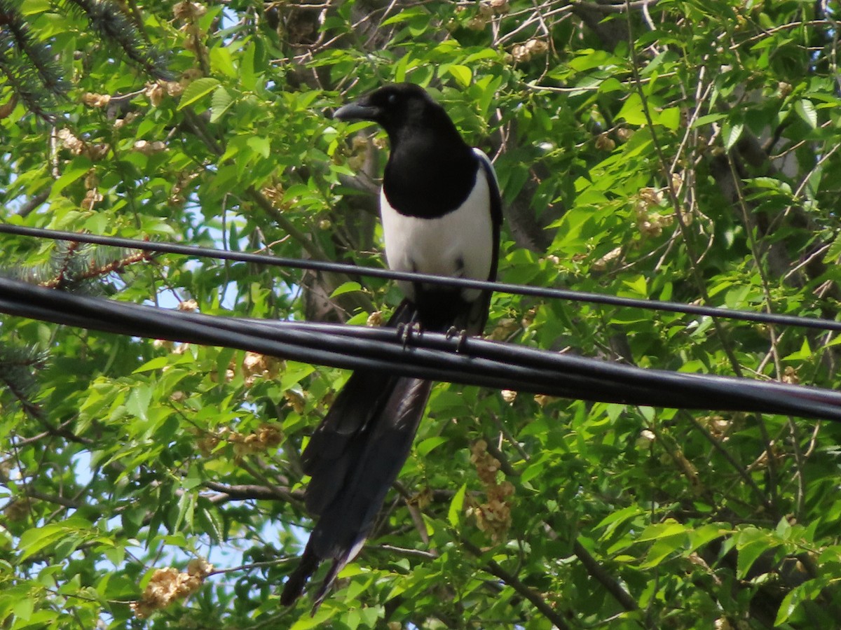 Eurasian Magpie - Kseniia Marianna Prondzynska