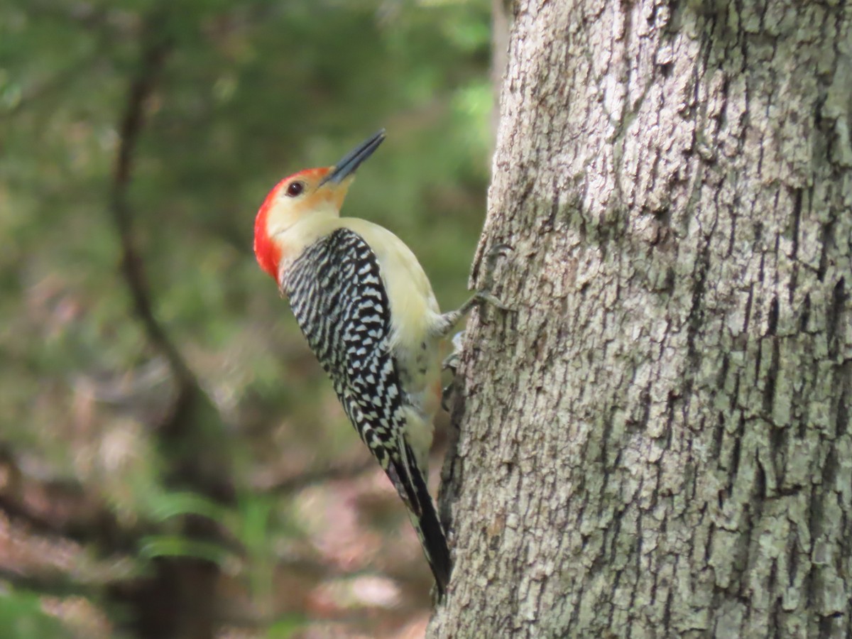 Red-bellied Woodpecker - Terryl  Tindall