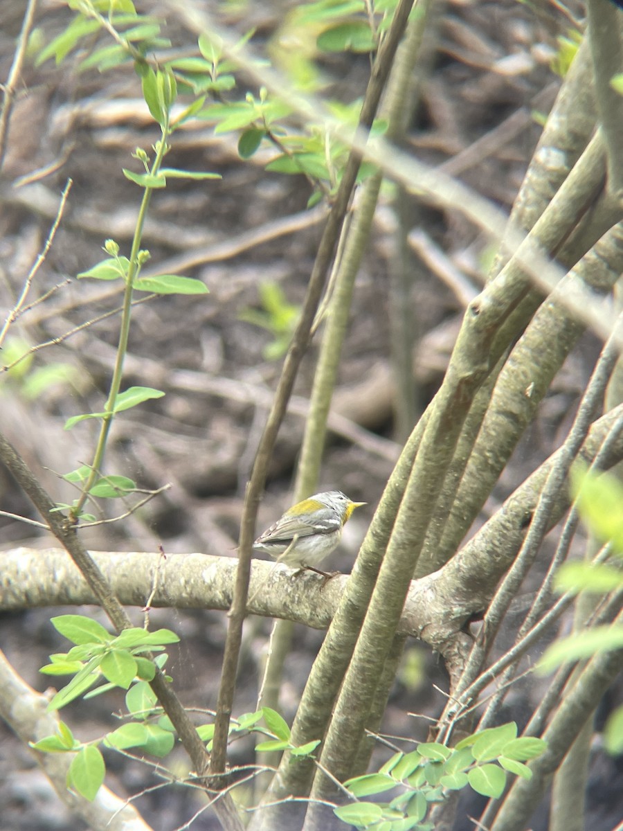 Northern Parula - Haroon Qureshi