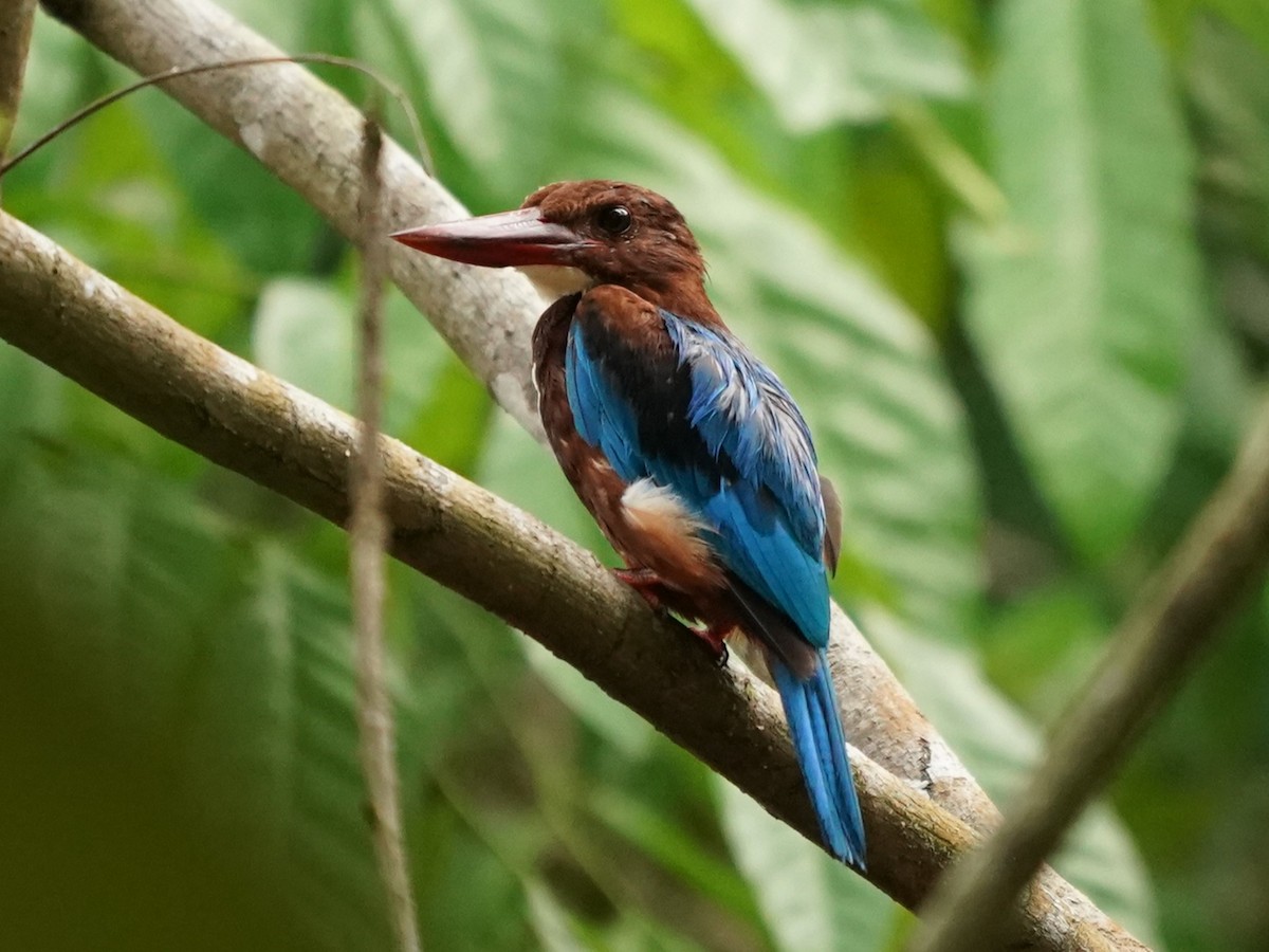 White-throated Kingfisher - Keng Keok Neo
