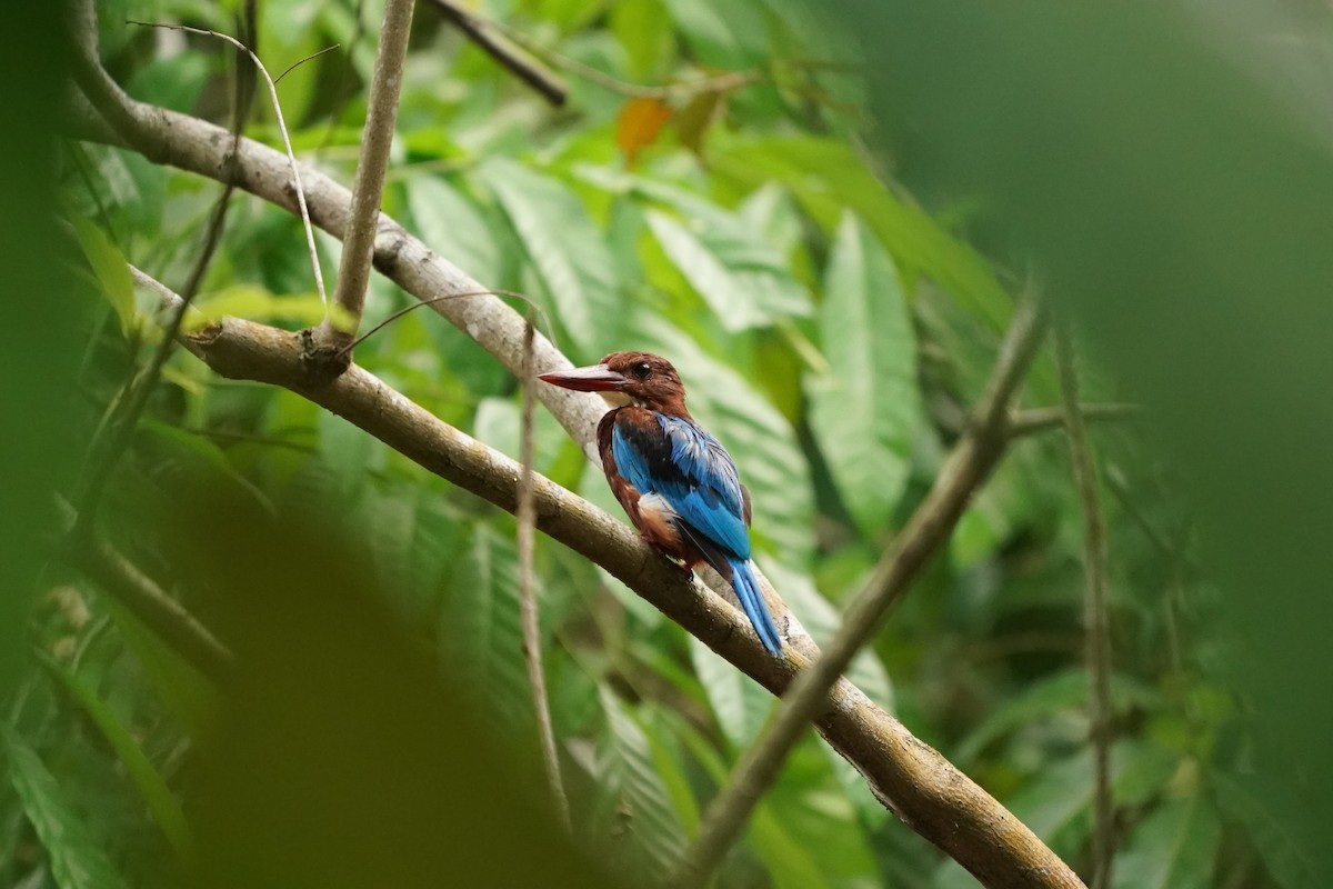 White-throated Kingfisher - Keng Keok Neo