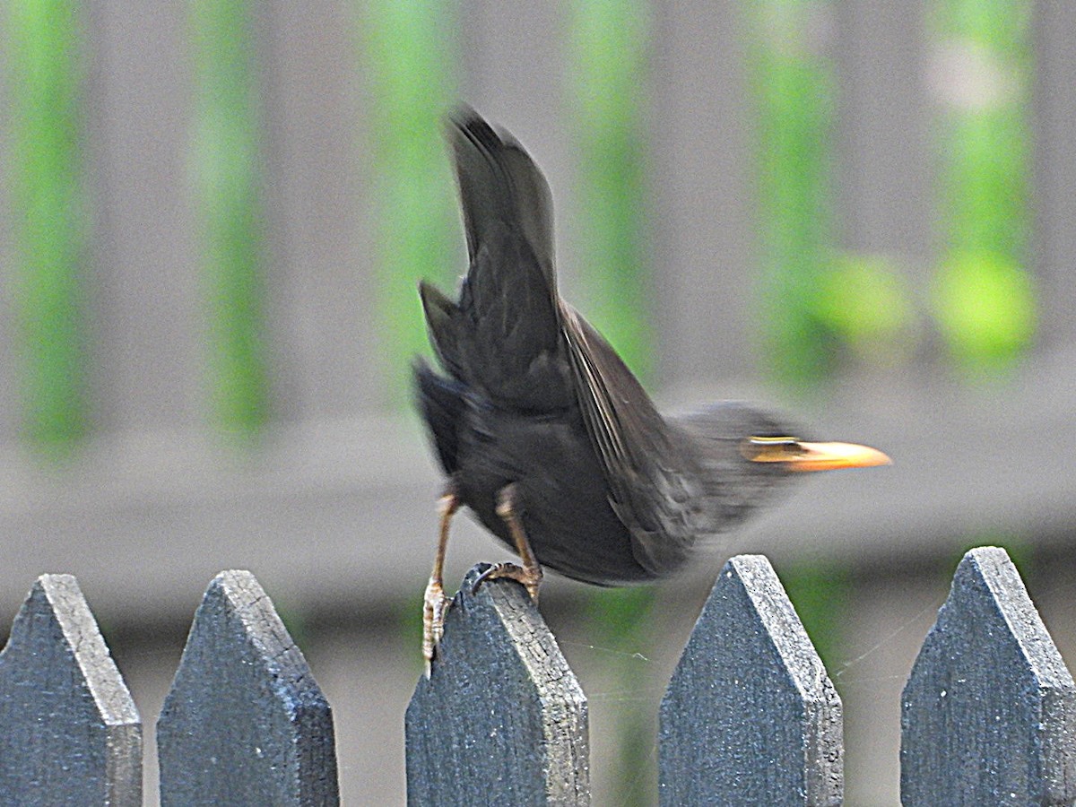 Eurasian Blackbird - Ivan V