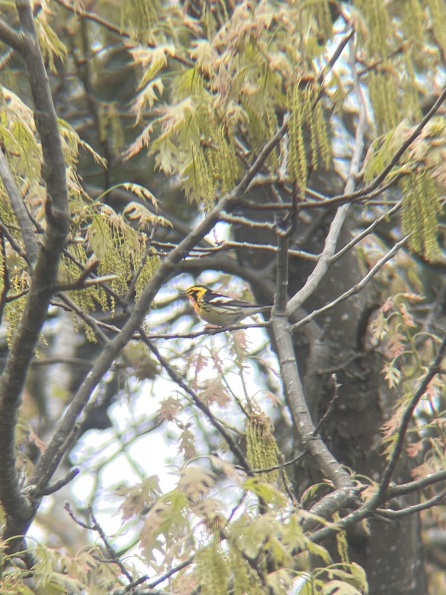 Blackburnian Warbler - Haroon Qureshi