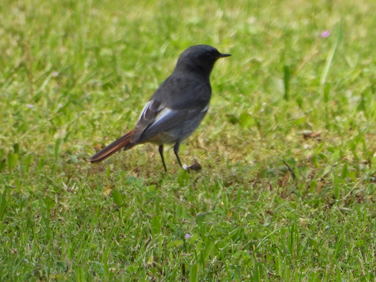 Black Redstart - Ivan V