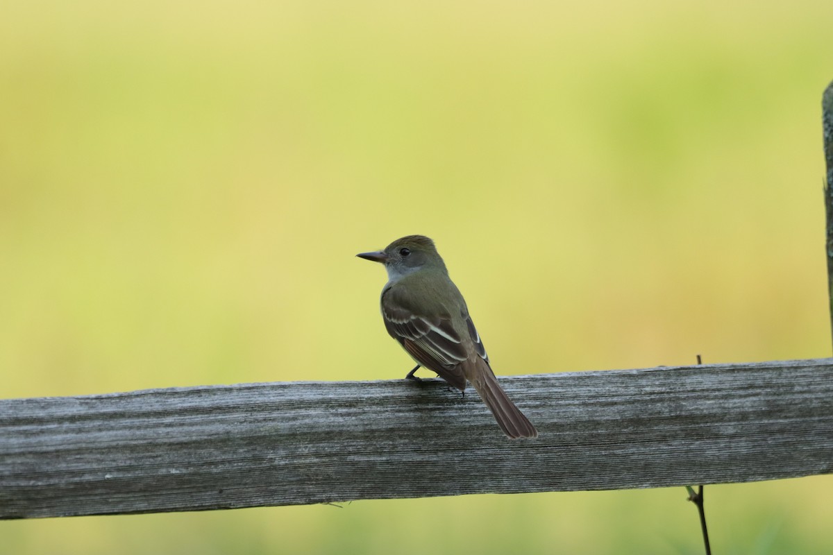 Great Crested Flycatcher - William Going