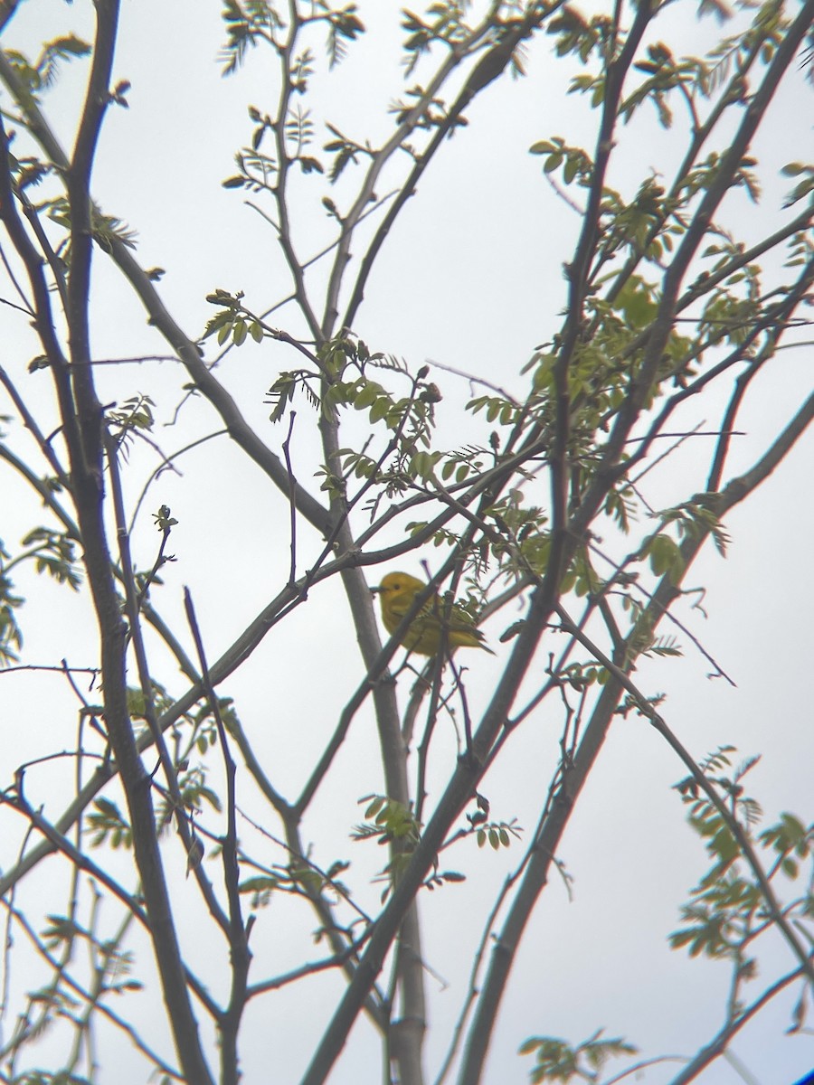 Yellow Warbler - Haroon Qureshi