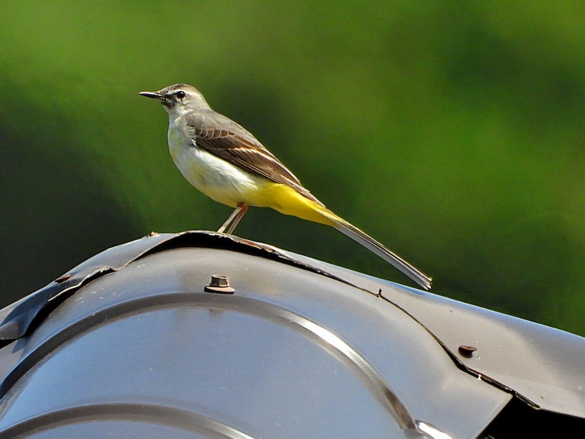 Gray Wagtail - Ivan V