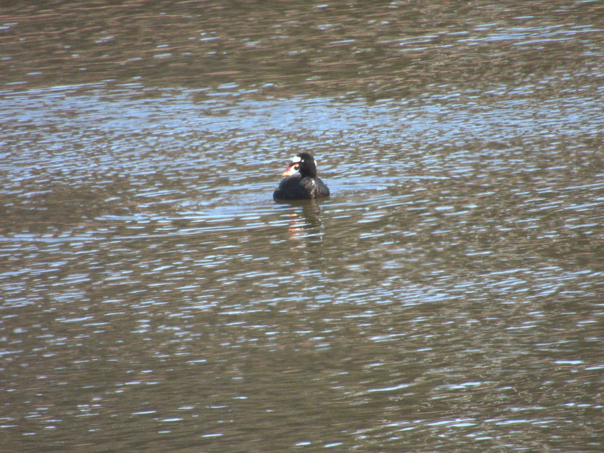 Surf Scoter - Vince Hiebert