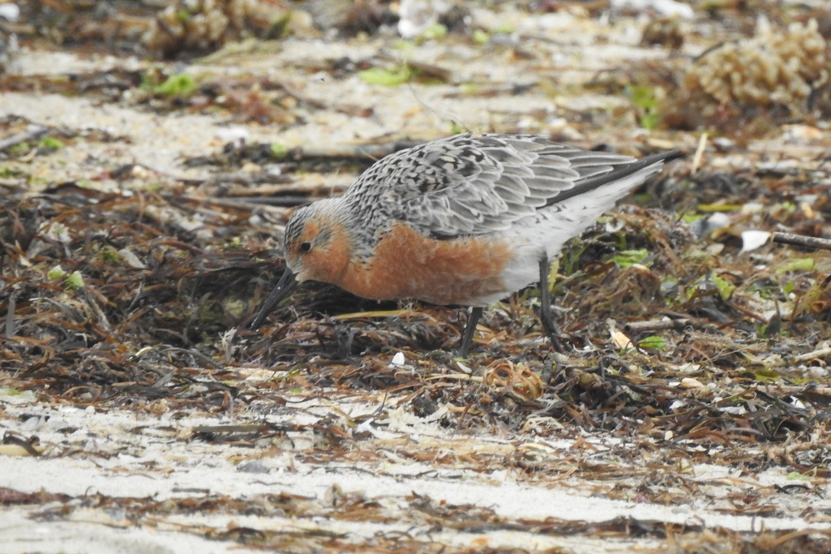 Red Knot - David  Clark